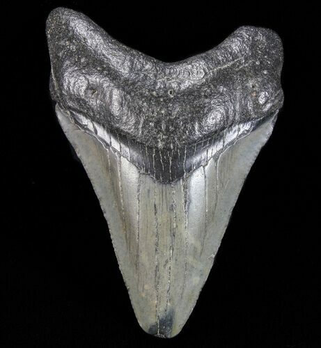 Juvenile Megalodon Tooth - South Carolina #74224
